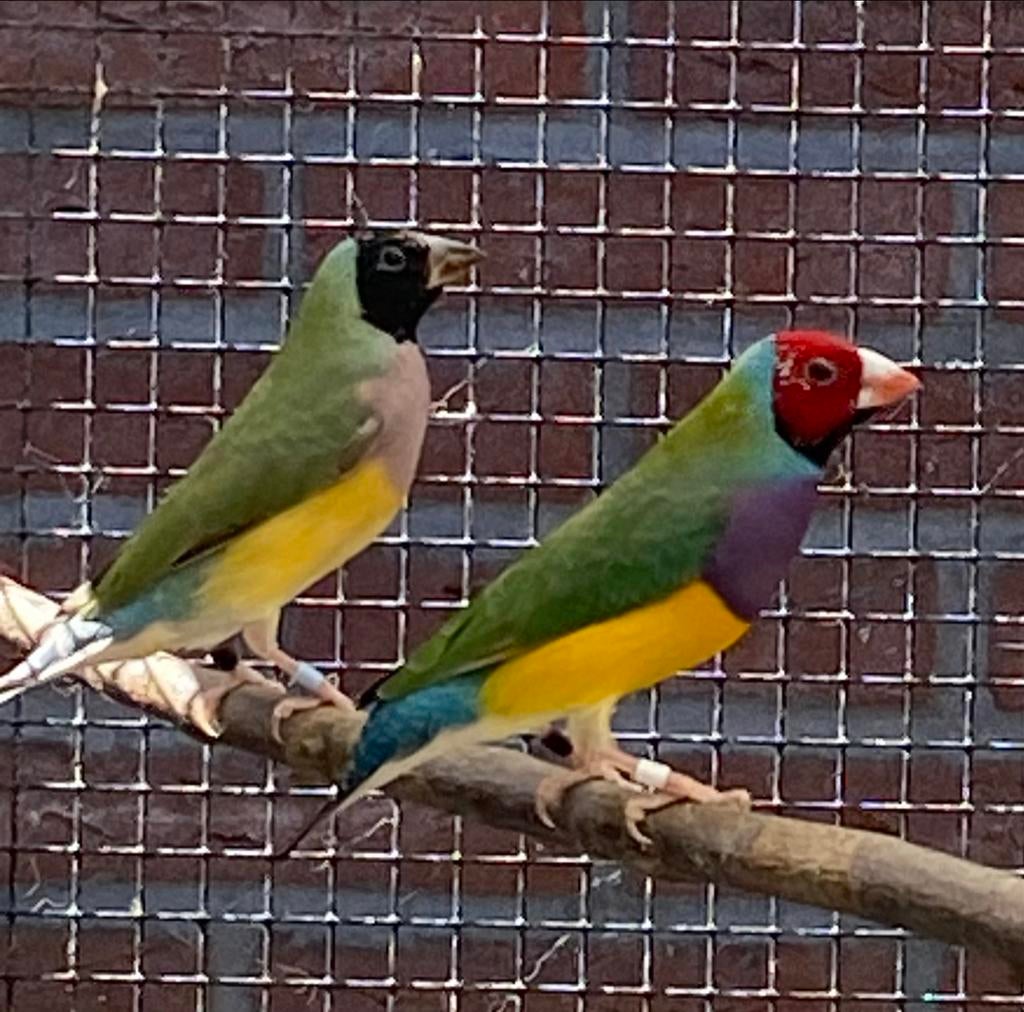 Gouldamadines uit buitenvoliere (koudkweek), Dieren en Toebehoren, Vogels | Overige Vogels, Meerdere dieren