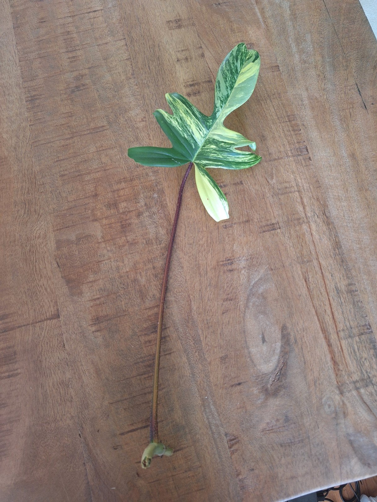 Philodendron Florida Beauty stekken, Overige soorten, Minder dan 100 cm, Groene kamerplant, Halfschaduw