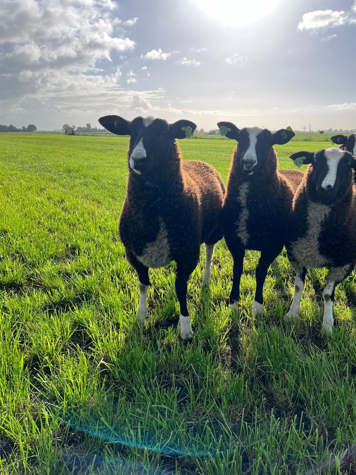 zwart bles rammen, Dieren en Toebehoren, Schapen, Geiten en Varkens, Mannelijk, Schaap