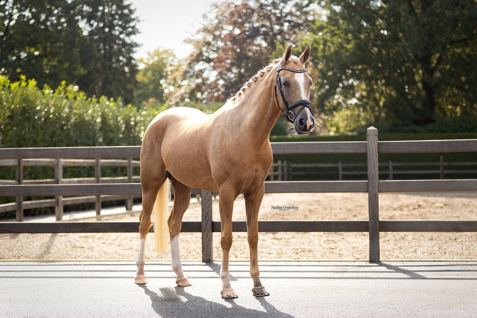 lieve 7 jarige d pony, Merrie, Met stamboom, Dressuurpony, M