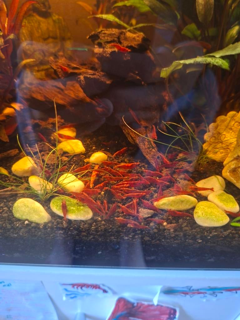 Vuur garnalen gratis afhalen, Dieren en Toebehoren, Vissen | Aquariumvissen, Kreeft, Krab of Garnaal