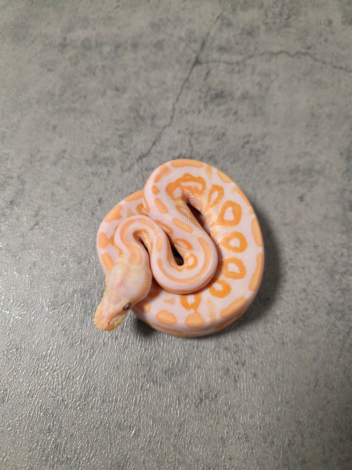 ♂️Cinnamon Lavender Albino 66%Clown️ 2026 Ball Python photo 5