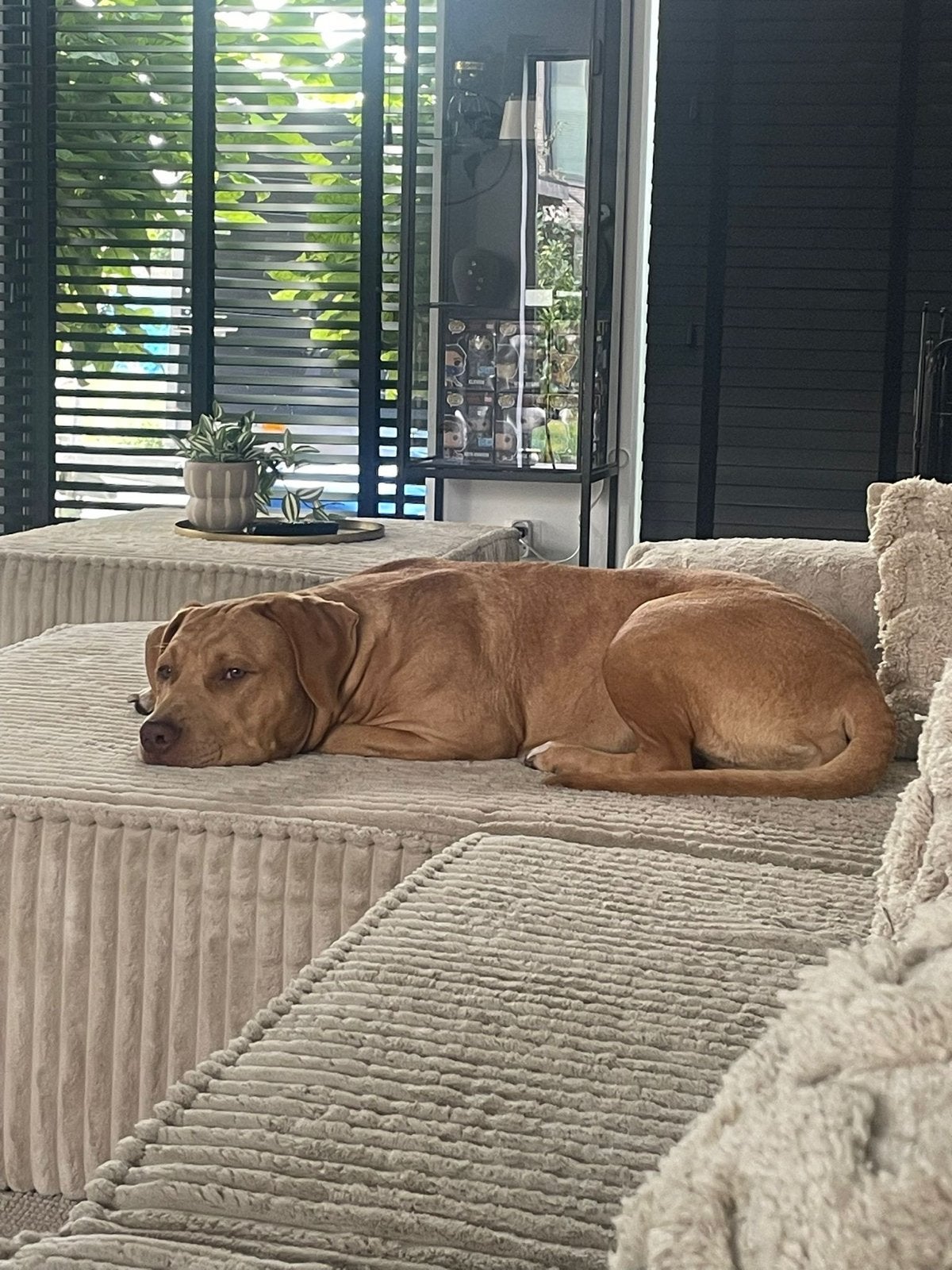 Amarican bully Zen, België, Particulier, 15 weken tot 1 jaar, Reu