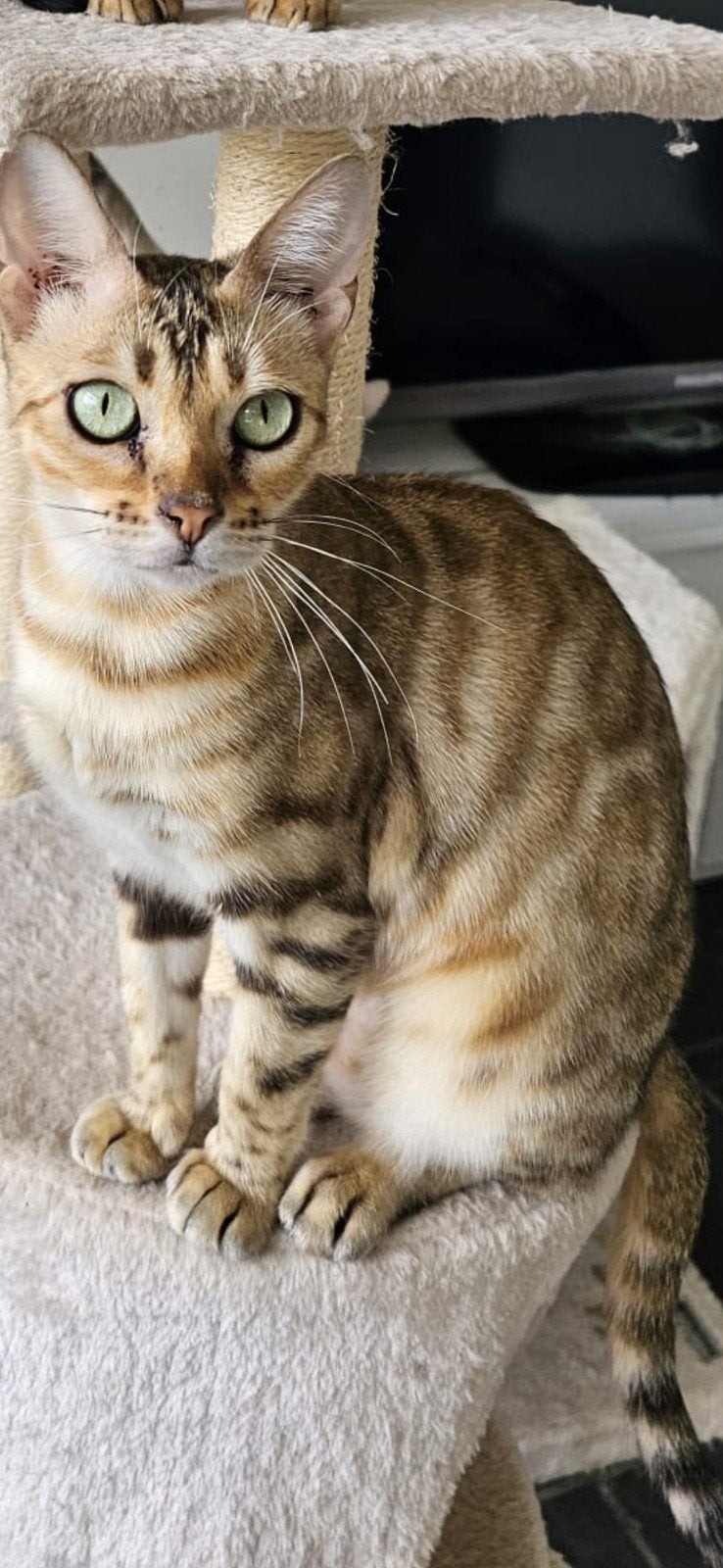 Binnenkat knuffelkat; poes gesteriliseerd Bengaal, Dieren en Toebehoren, Katten en Kittens | Overige Katten, Poes, Kortharig, 3 tot 5 jaar