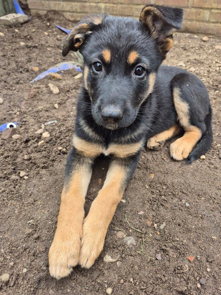 Nog 2 super leuke Duitse herder x husky pups beschikbaar!!, Dieren en Toebehoren, Honden | Herdershonden en Veedrijvers, 8 tot 15 weken