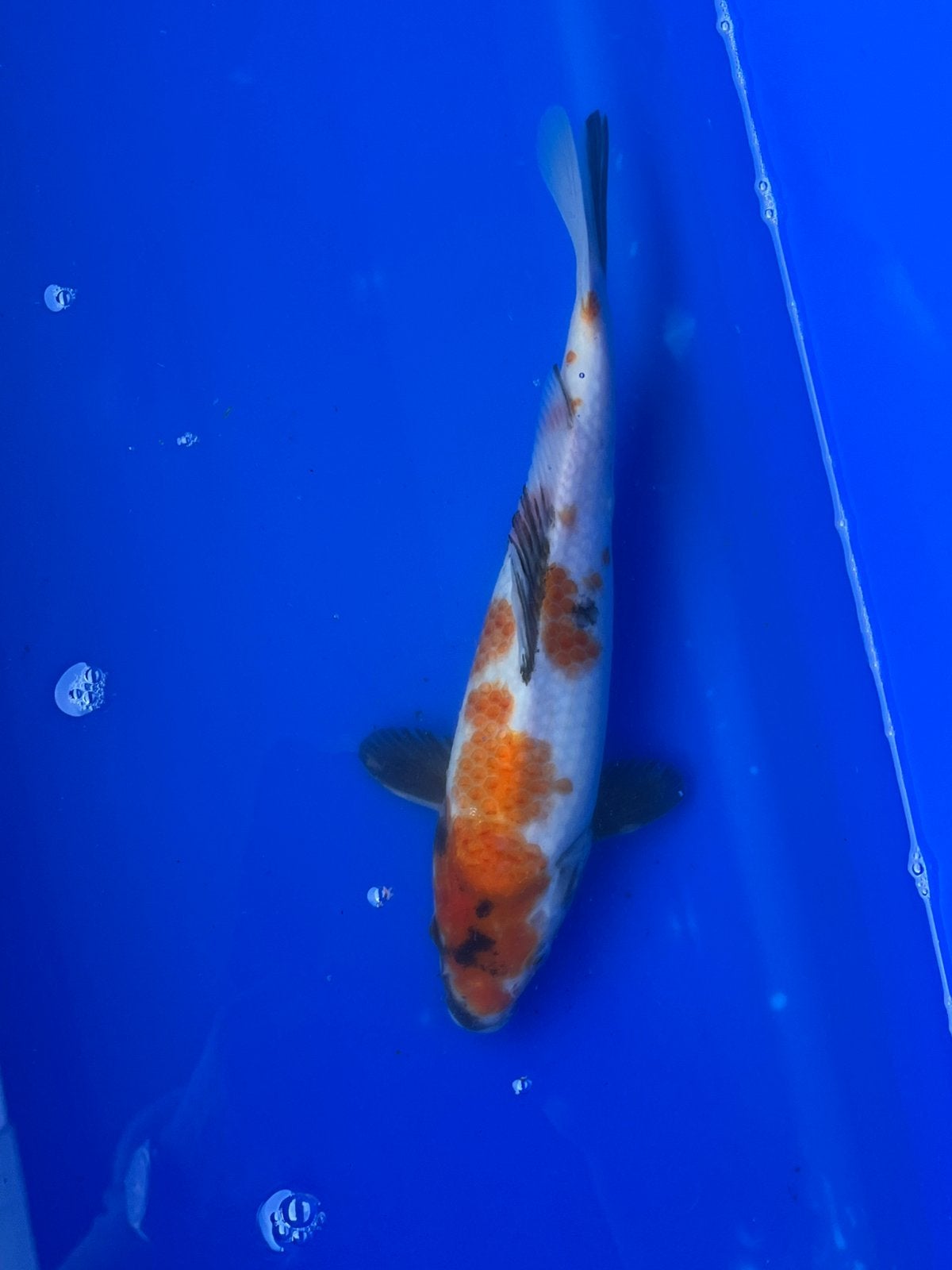 Showa, Dieren en Toebehoren, Karper of Koi