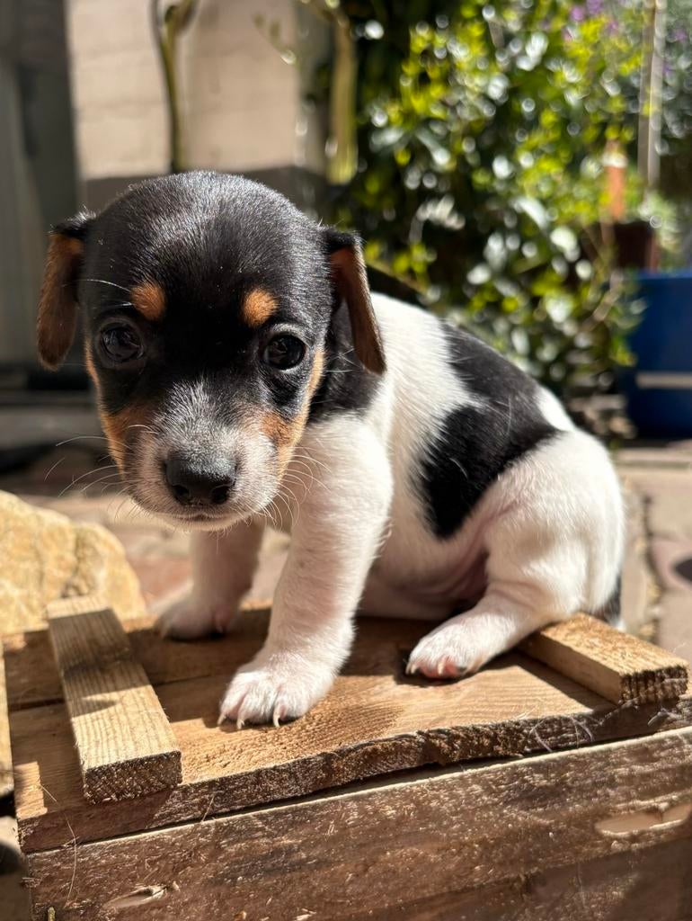 Jack Russel pups, Dieren en Toebehoren, Honden | Jack Russells en Terriërs, Jack Russell Terriër, 8 tot 15 weken, Parvo, Meerdere