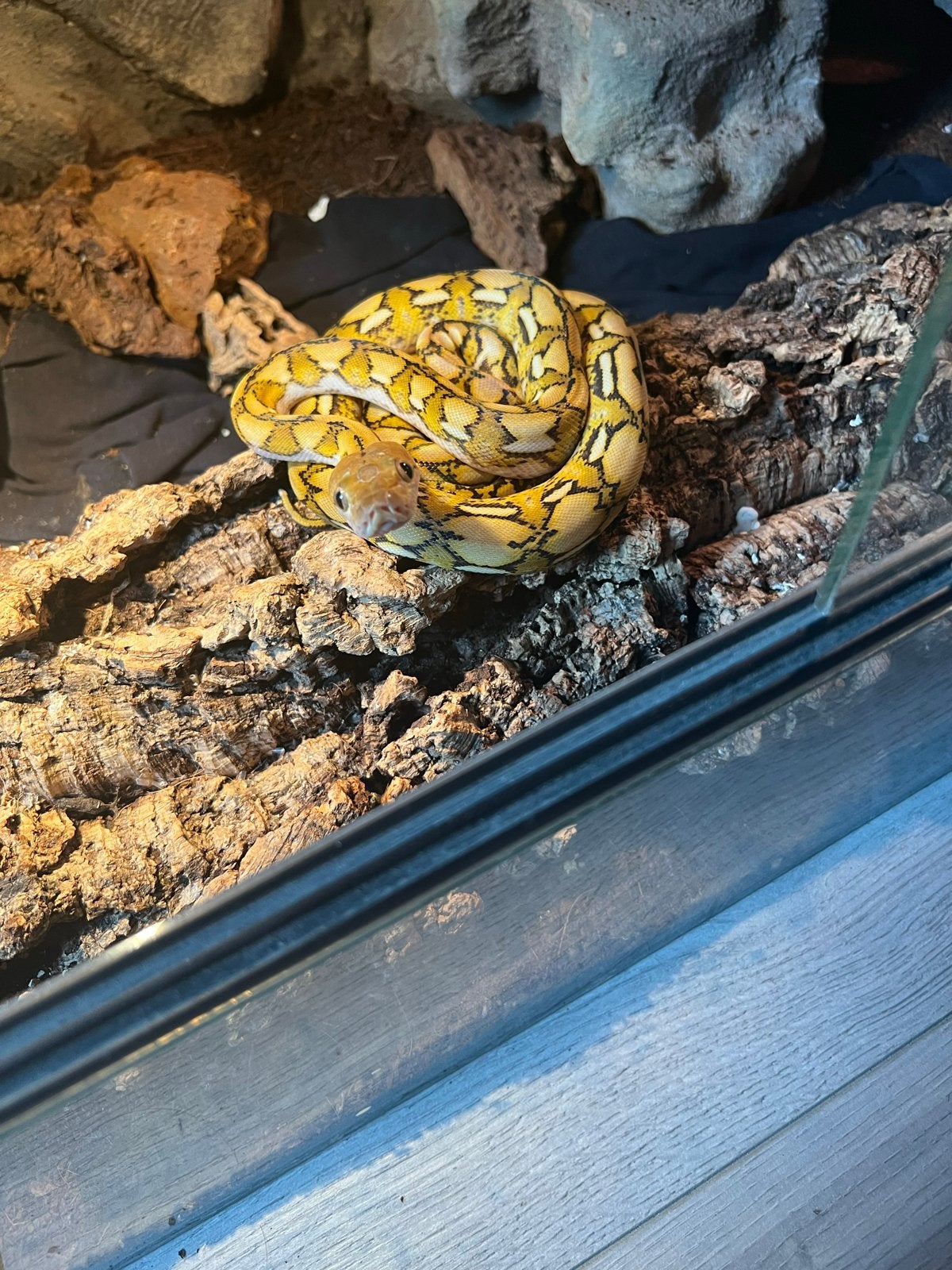 Superdwarf Reticulated Python (netpython), Slang, Tam, 0 tot 2 jaar