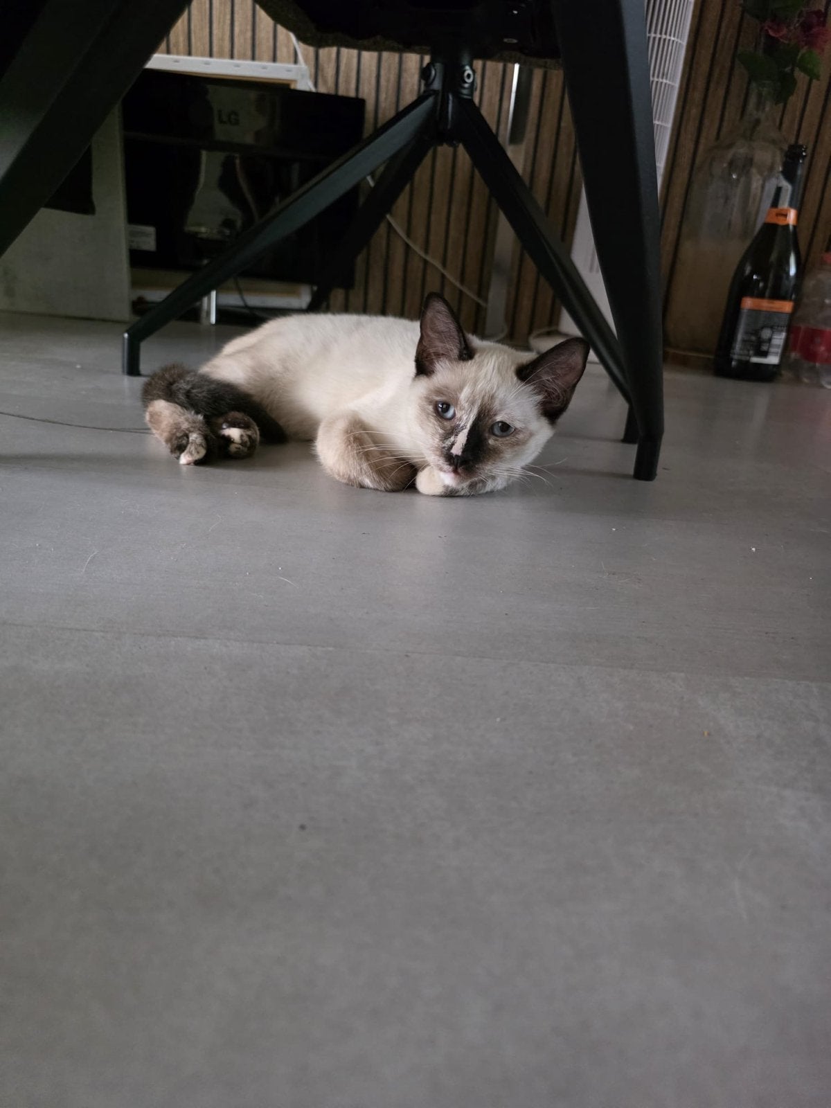 Kitten syamees, Poes