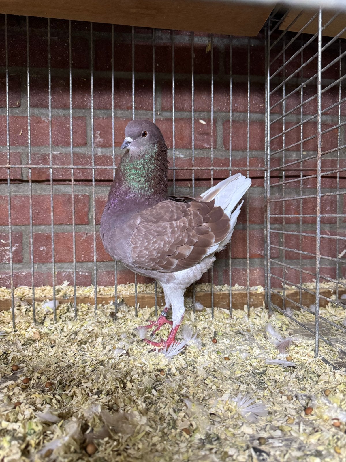 Duitse modena, Meerdere dieren, Overige soorten