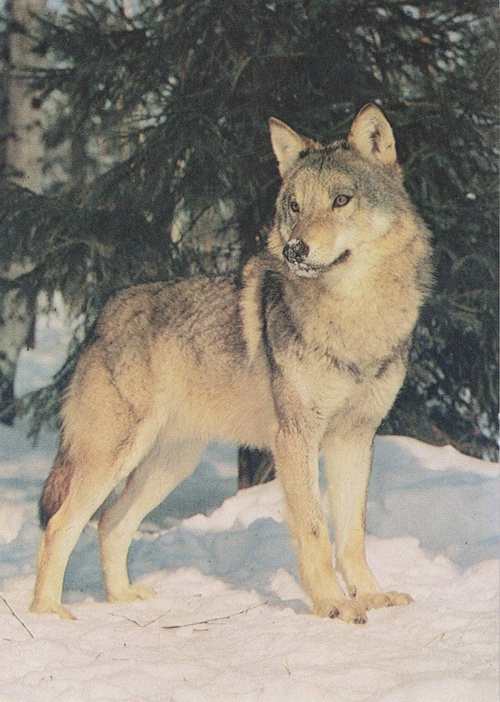 Wolf in de sneeuw in Rusland 346, Verzamelen, Ansichtkaarten | Dieren, Ophalen of Verzenden, 1980 tot heden, Ongelopen, Wild dier