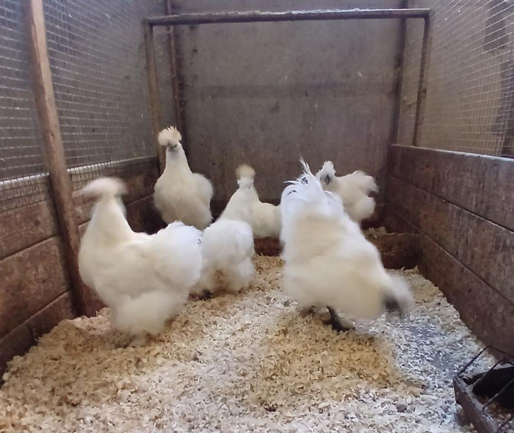 4 overjarige Zijdehoender hennen, Dieren en Toebehoren, Pluimvee, Meerdere dieren, Kip