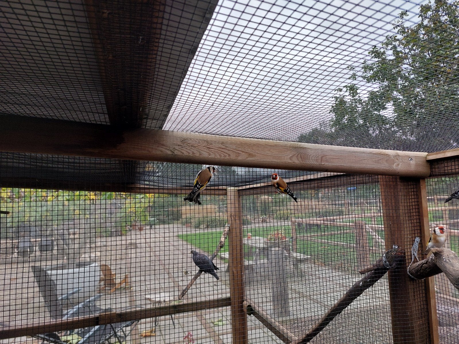 Major putters, Meerdere dieren, Wildzangvogel, Geringd