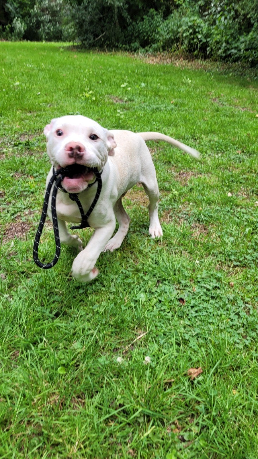 Pitbull xl X Amerikaanse Stafford  pup reu, Dieren en Toebehoren, 15 weken tot 1 jaar, Eén hond, Nederland, Fokker | Hobbymatig