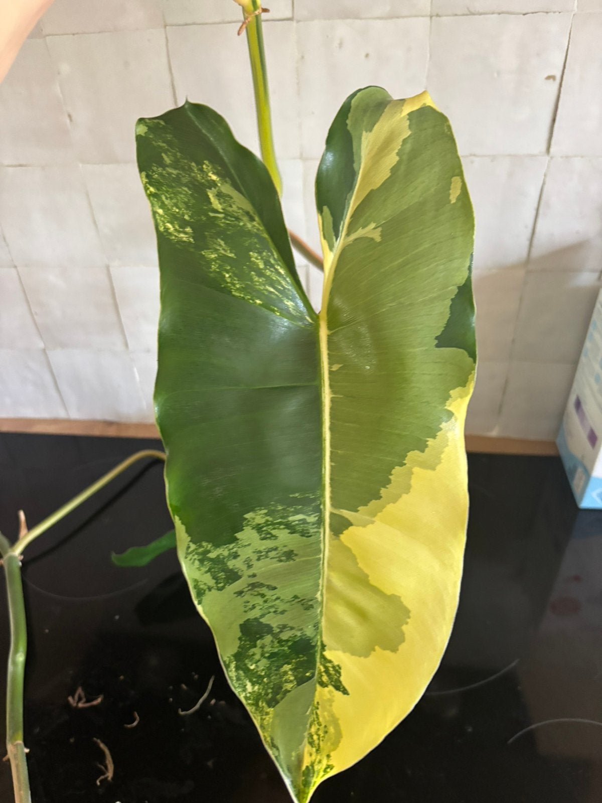 Philodendron Burle Marx variegata, Huis en Inrichting, Kamerplanten, Ophalen, Halfschaduw, Minder dan 100 cm