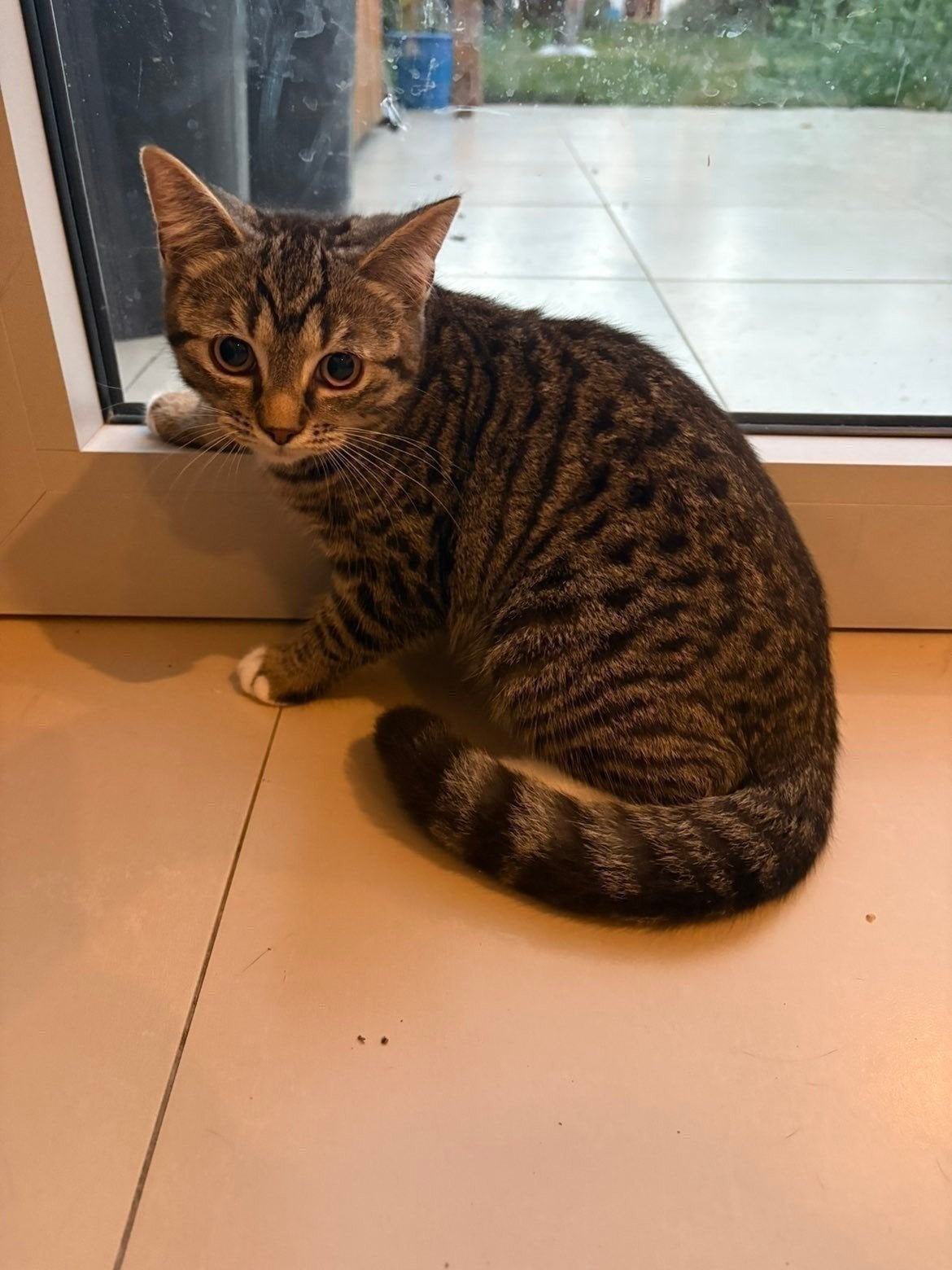 britse korthaar kitten, Dieren en Toebehoren, Meerdere dieren