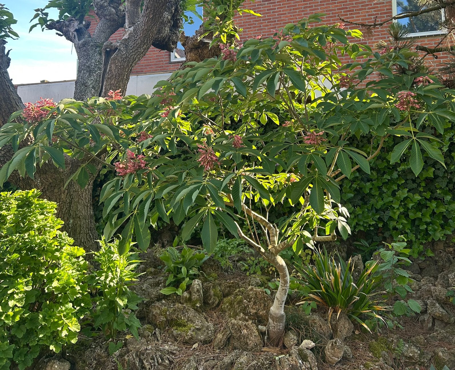 Rode Pavia (Aesculus pavia), Ophalen, Zomer, Volle zon, Overige soorten