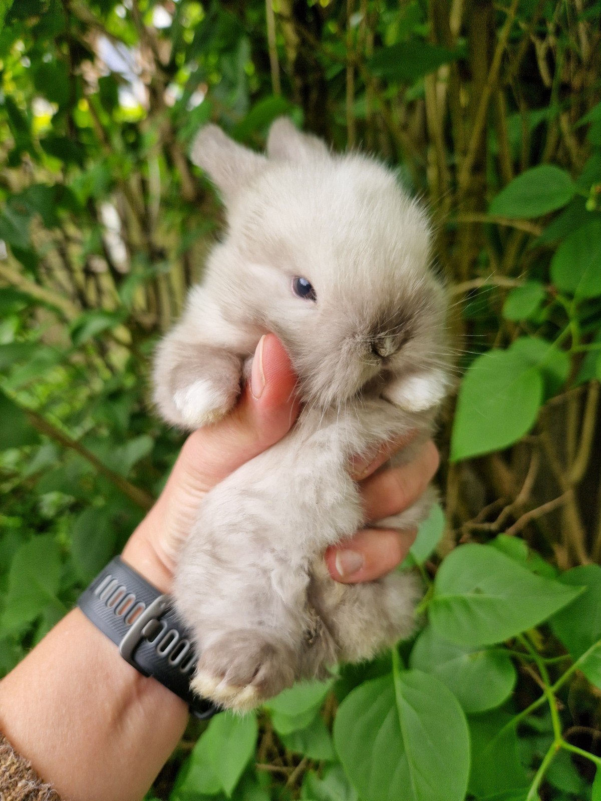 Nog 2!  jonge minilop konijntjes - mogen verhuizen!, Meerdere dieren, Dwerg, Hangoor, 0 tot 2 jaar
