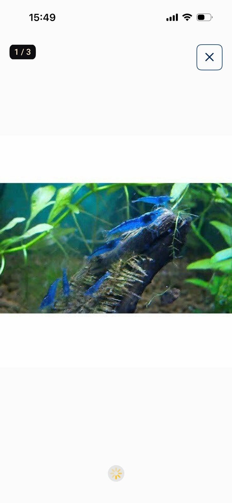 Blue Dream Garnalen (10 stuks), Dieren en Toebehoren, Vissen | Aquariumvissen, Kreeft, Krab of Garnaal