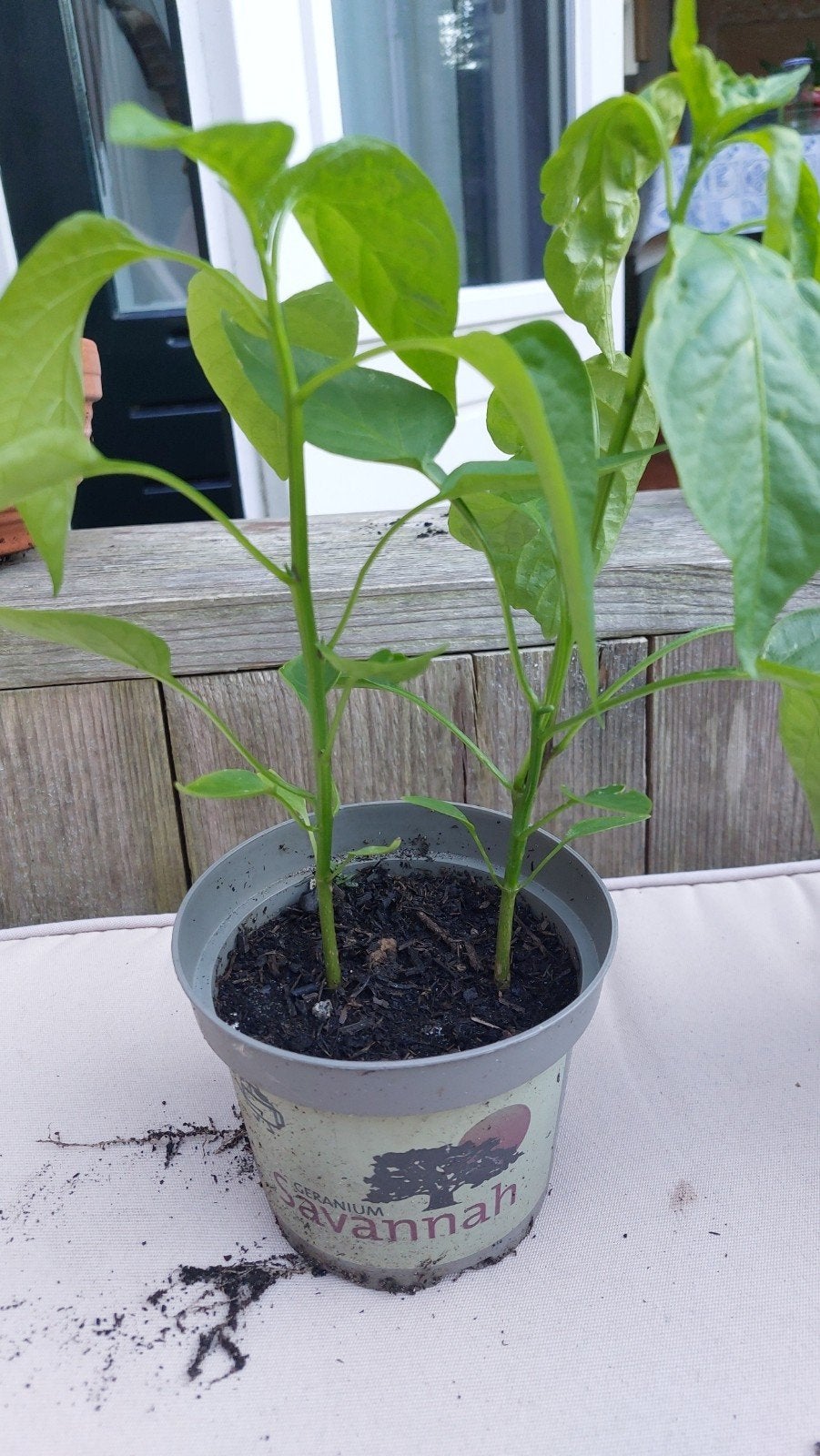 Jalapeño plantjes, Ophalen, Minder dan 100 cm, Overige soorten, Volle zon