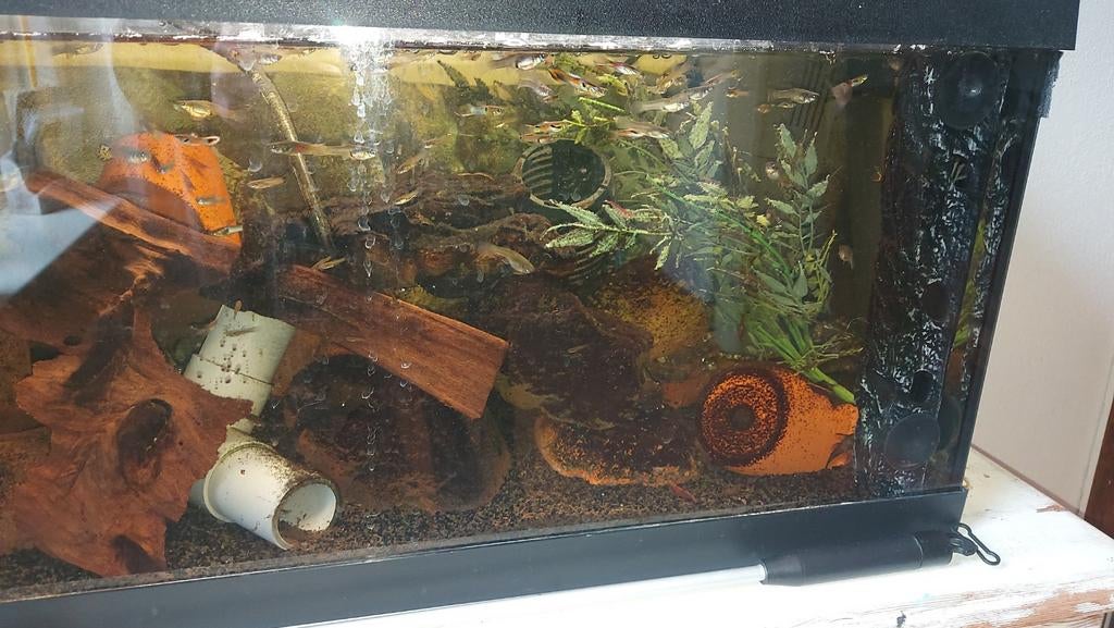 Aquarium compleet met vis wegens beëindigen hobby, Ophalen, Zo goed als nieuw