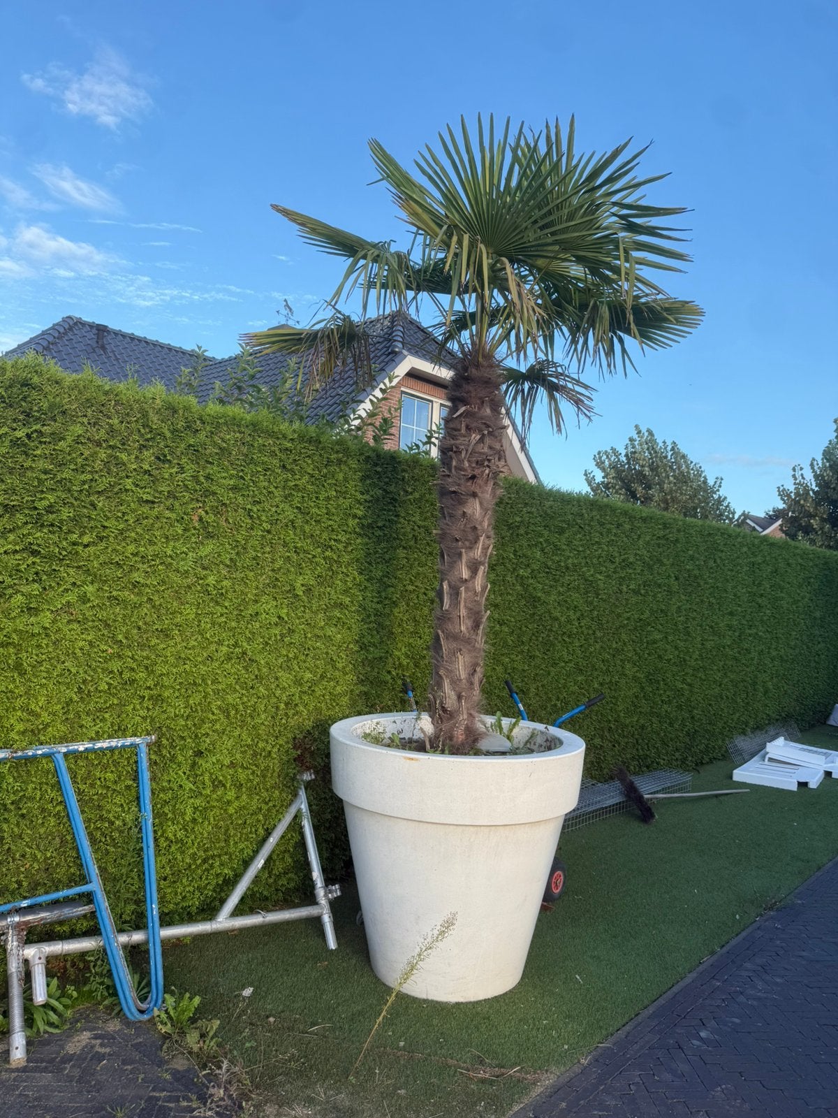 2 palmbomen MET pot, 100 tot 250 cm, Zomer, Palmboom, Ophalen
