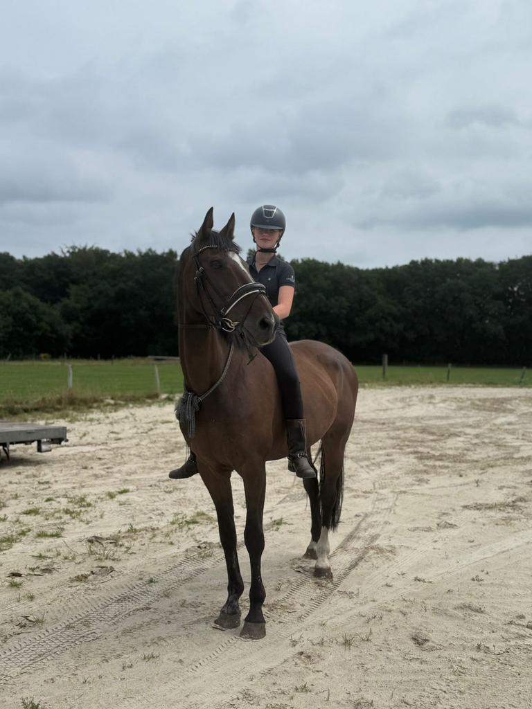 Kwpn merrie, Dieren en Toebehoren, Merrie, Recreatiepaard, 11 jaar of ouder