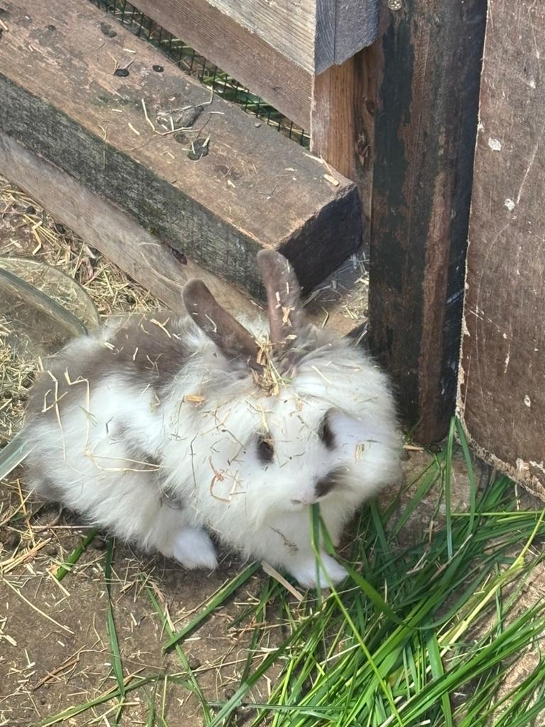 Baby konijntjes, nederlandse dwerghangoor x mini lotharinger, Dieren en Toebehoren, Konijnen, Meerdere dieren, Dwerg, 0 tot 2 jaar