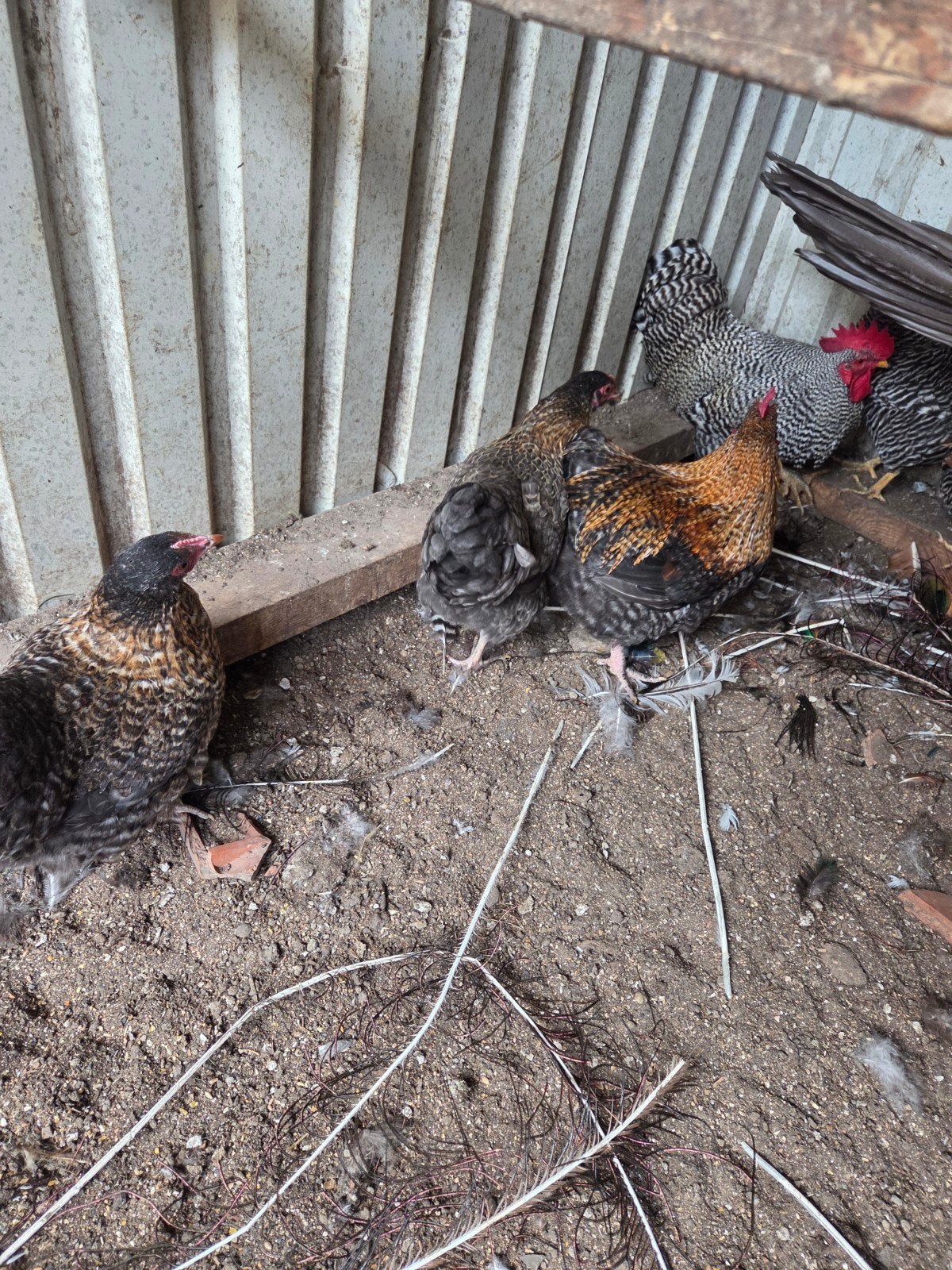 te koop bielevelder kriel, Dieren en Toebehoren, Meerdere dieren, Kip