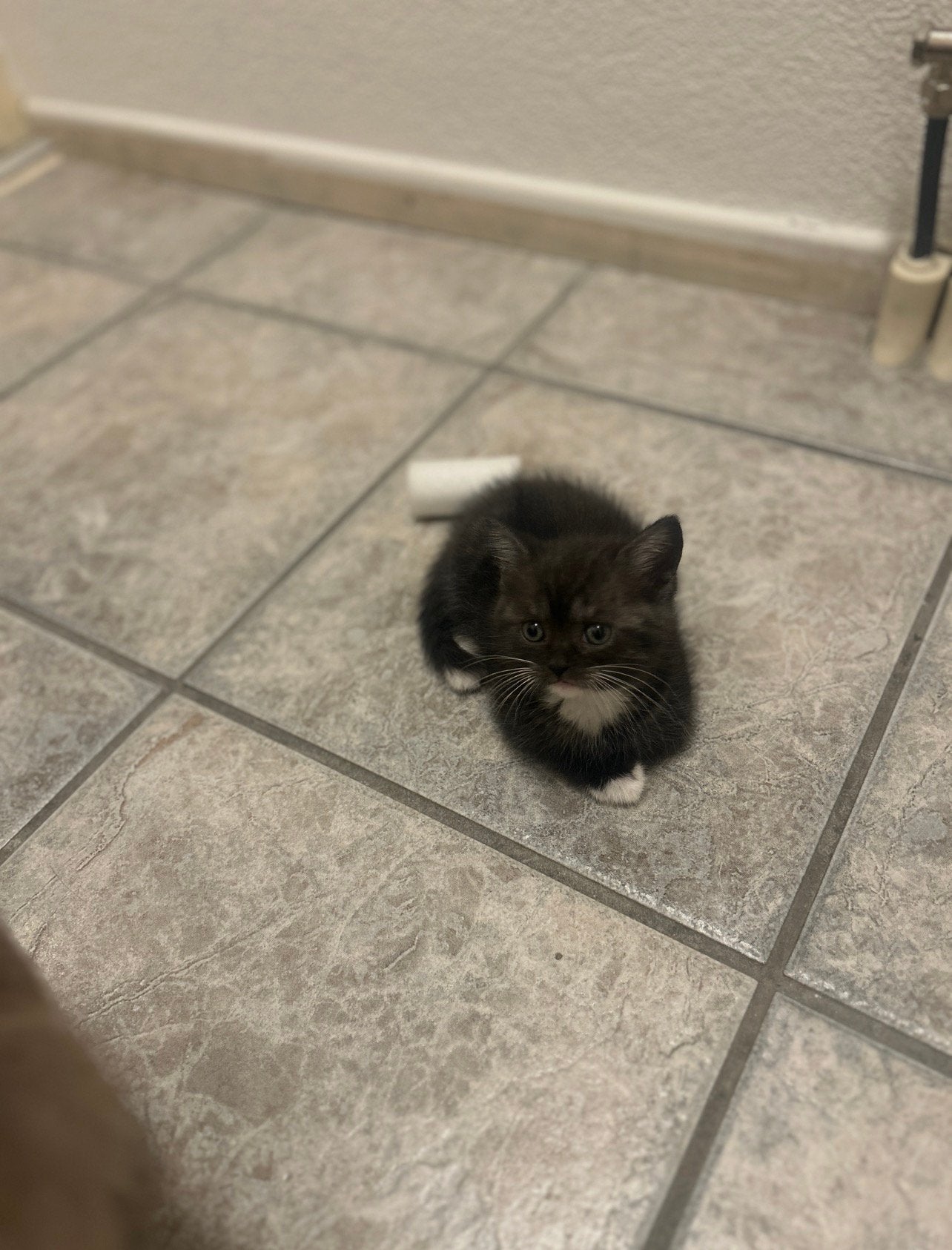 Prachtige Britse kittens zoeken een nieuw huisje, Dieren en Toebehoren, Katten en Kittens | Raskatten | Korthaar, Meerdere dieren
