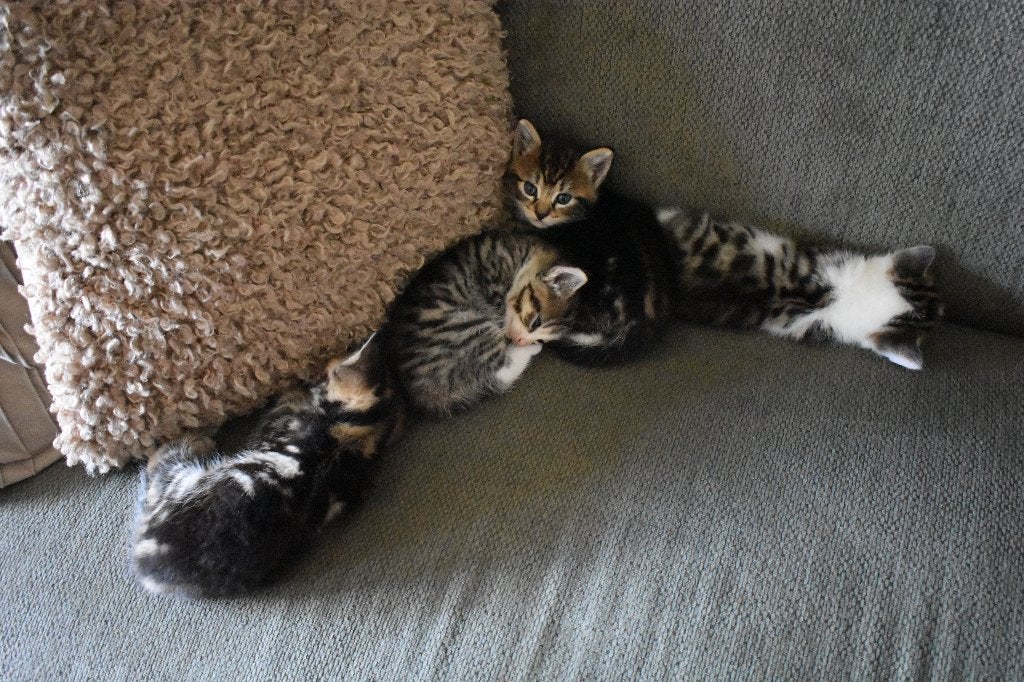 4 lieve kittens te koop, Dieren en Toebehoren, Katten en Kittens | Overige Katten, Meerdere dieren, Kortharig, 0 tot 2 jaar