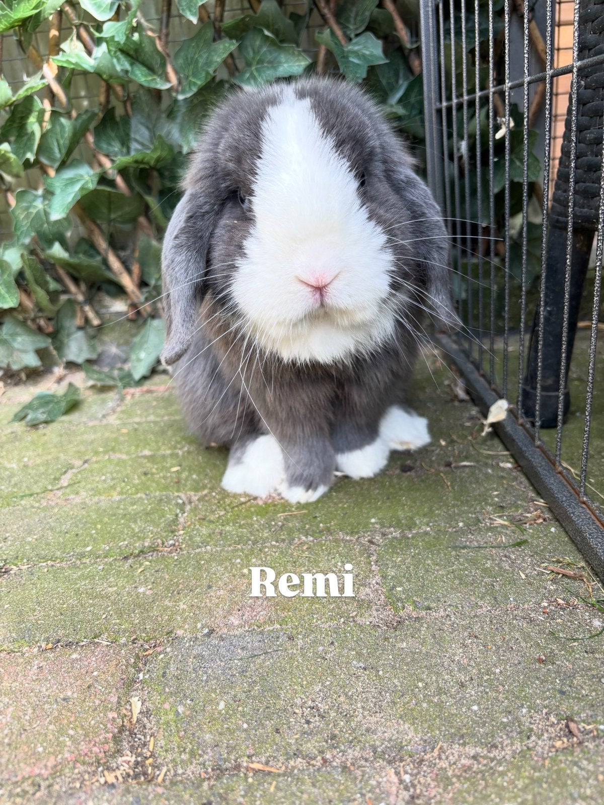 Minilop ram, Dieren en Toebehoren, Meerdere dieren, Dwerg