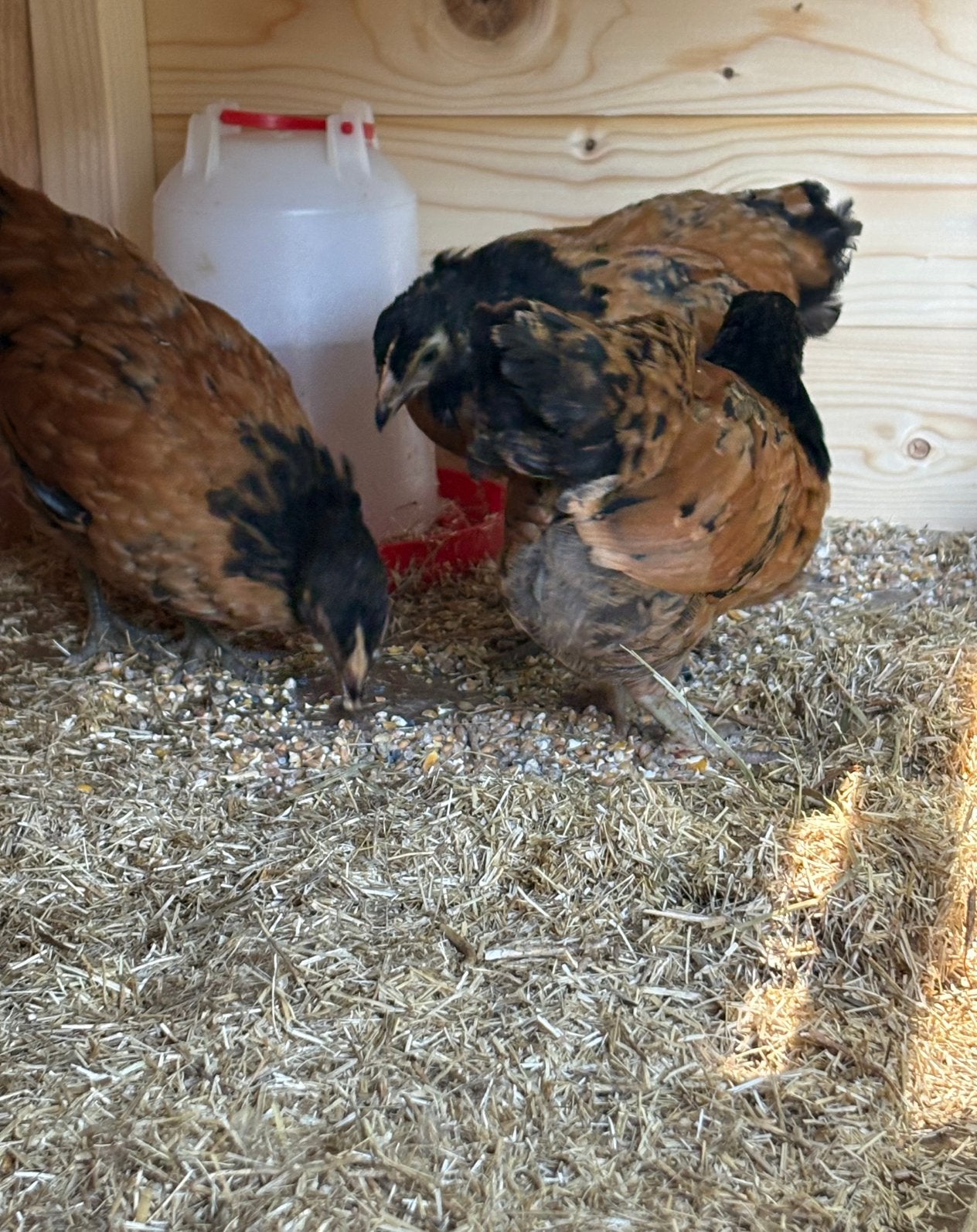 3 vorwerk kippen, Dieren en Toebehoren, Pluimvee, Vrouwelijk, Kip