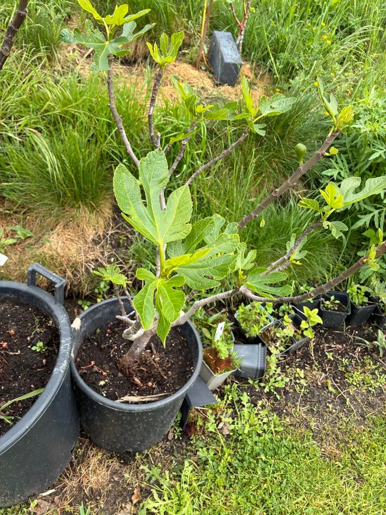 Vijgenplanten van meerdere soorten, Tuin en Terras, Planten | Tuinplanten, Vaste plant, Fruitplanten, Volle zon, Zomer, Ophalen of Verzenden