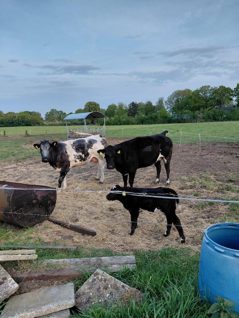 Verschillende koeien te koop, gust of begin dracht, Meerdere dieren