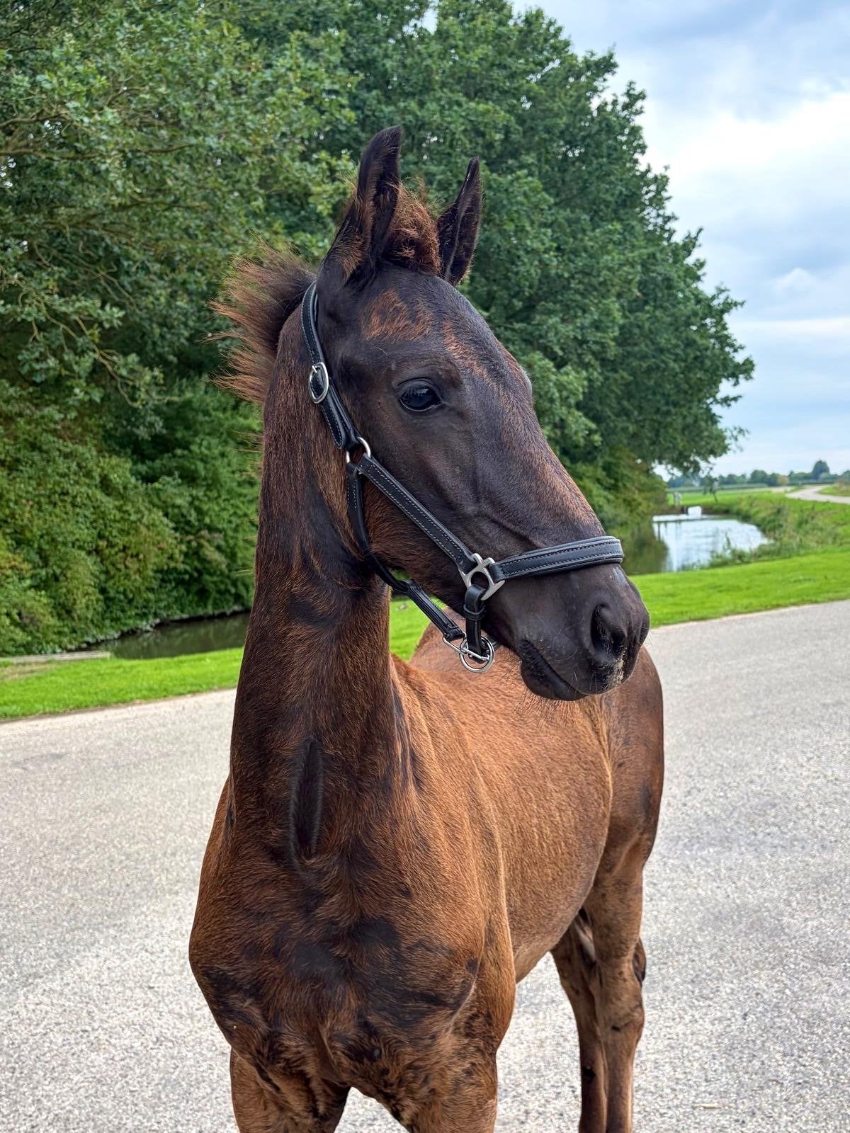 Fries hengstveulen, Dieren en Toebehoren, Niet van toepassing, Dressuurpaard, Hengst, 160 tot 165 cm