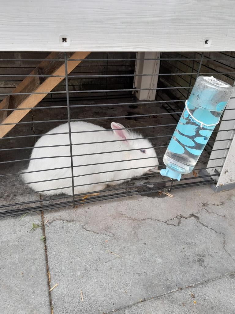 2 lieve konijnen, Dieren en Toebehoren, Konijnen, Mannelijk