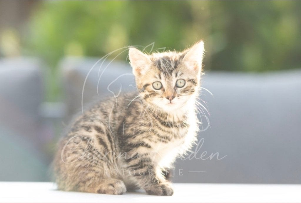 Lieve en gezonde kittens – geboren op 30 april!, Meerdere dieren, Kortharig, 0 tot 2 jaar