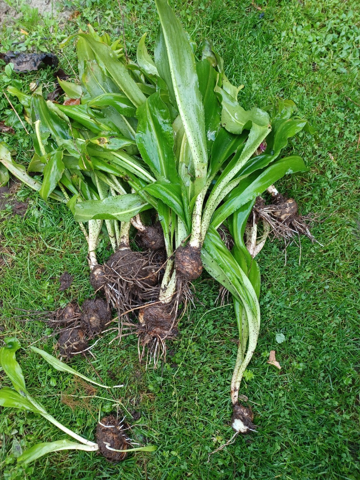 eucomis bicolore, kuiflelie, Ophalen, Voorjaar, Volle zon, Bloembol