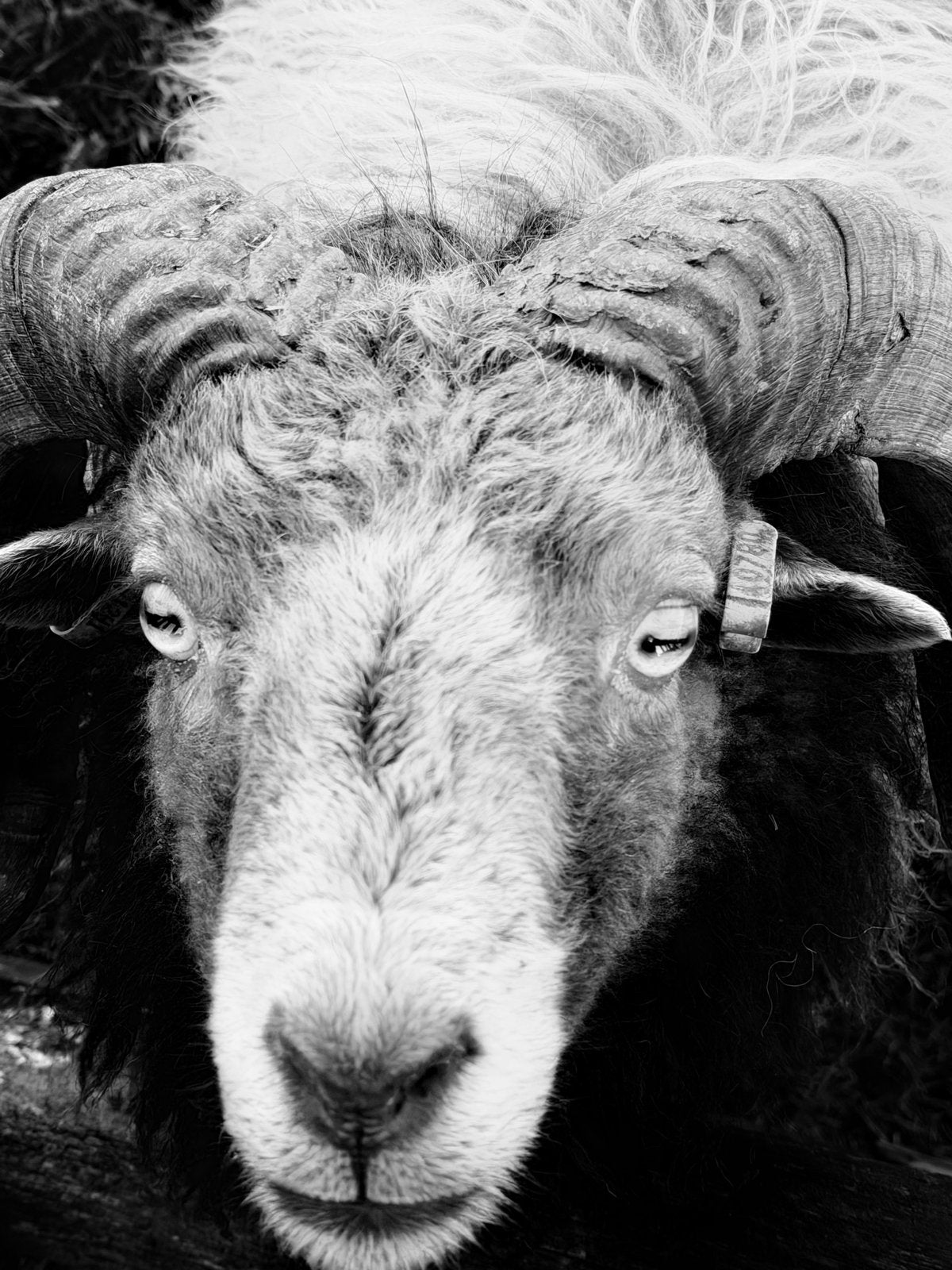 Ouessant ram ruilen??, Dieren en Toebehoren, Mannelijk, Schaap