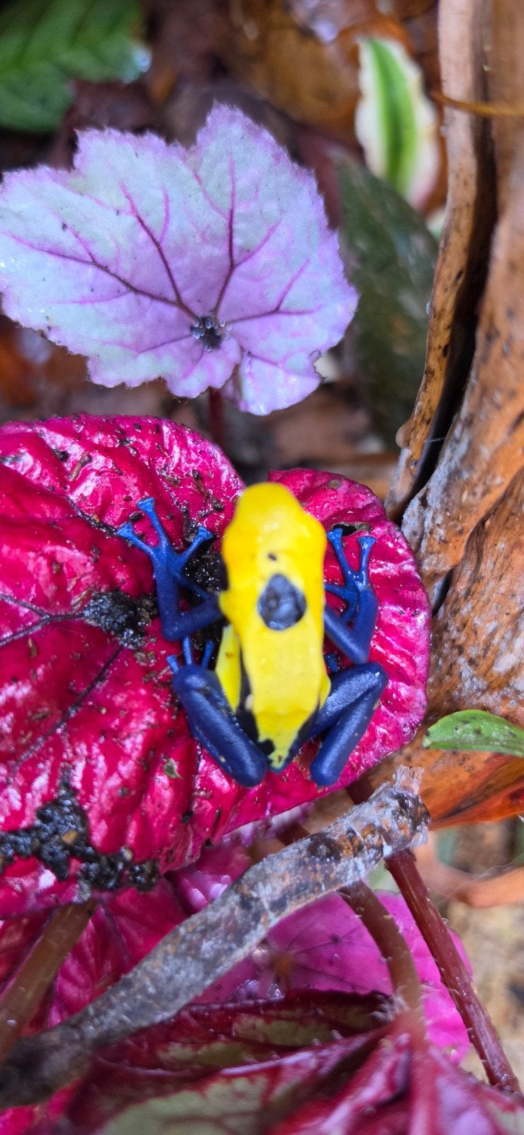 Dendrobates tinctorius citronella