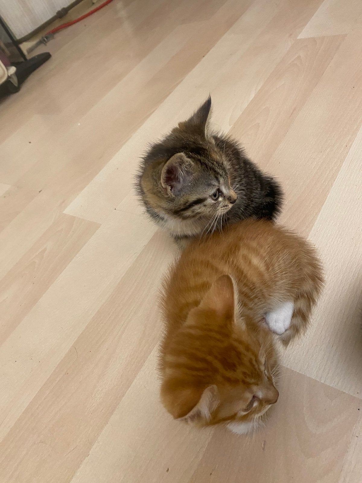 Liefe kittens