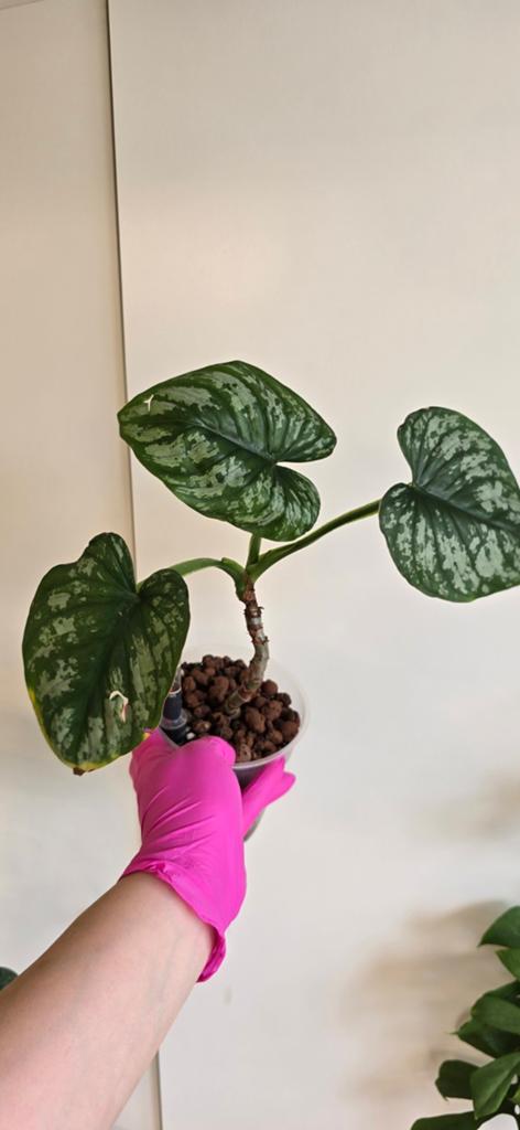Philodendron mamei, Huis en Inrichting, Kamerplanten, Ophalen of Verzenden, Halfschaduw, Minder dan 100 cm