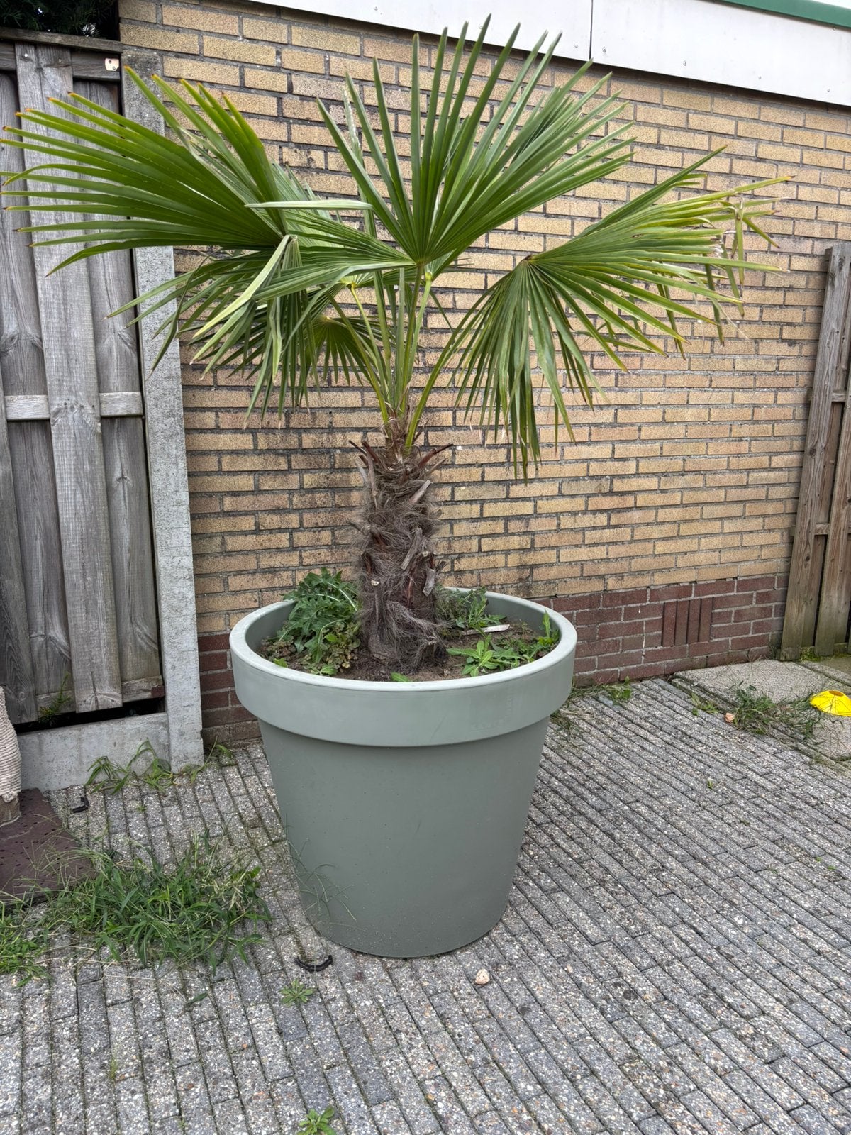 Palm, Tuin en Terras, Planten | Bomen, 100 tot 250 cm, Zomer, Palmboom, Ophalen