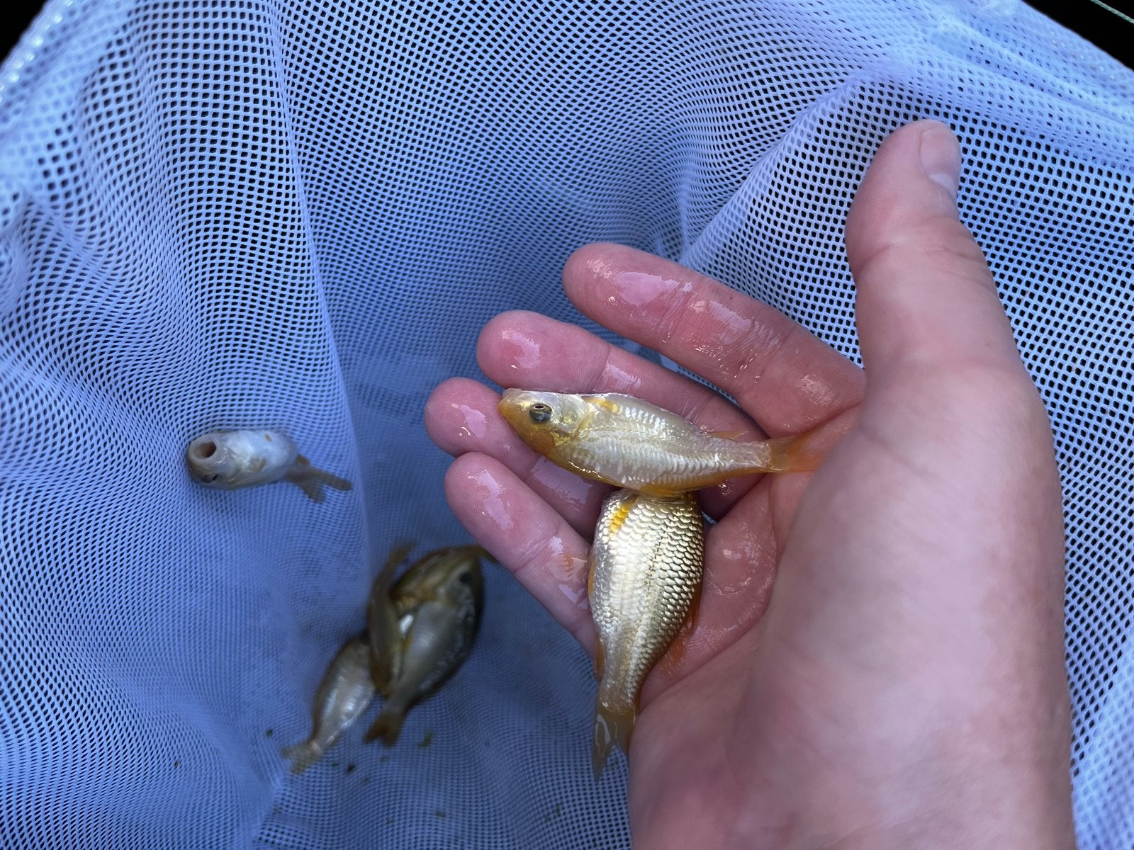 Baby koi, karashi, doitsu karashi, chagoi en doitsu chagoi!!, Karper of Koi