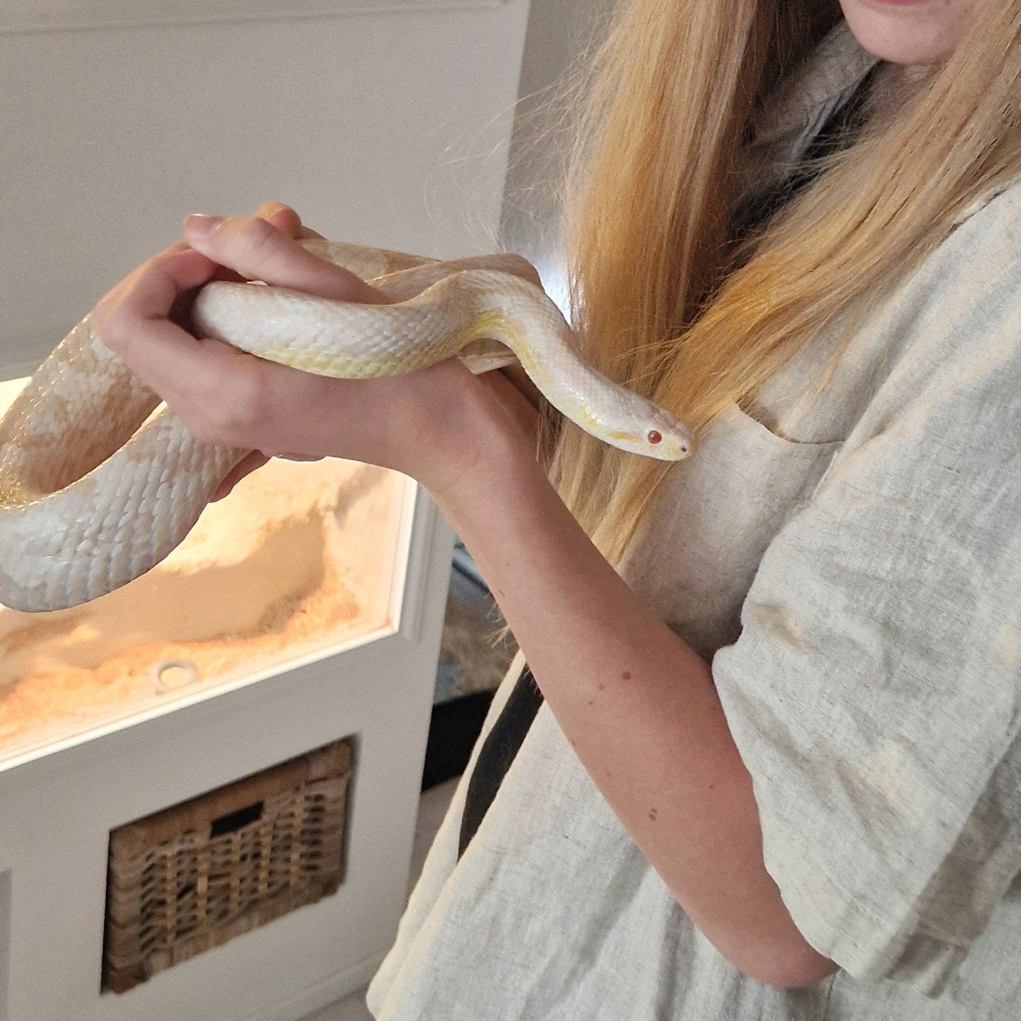 Rattenslang te koop Rat Snake - male for sale from CK#two