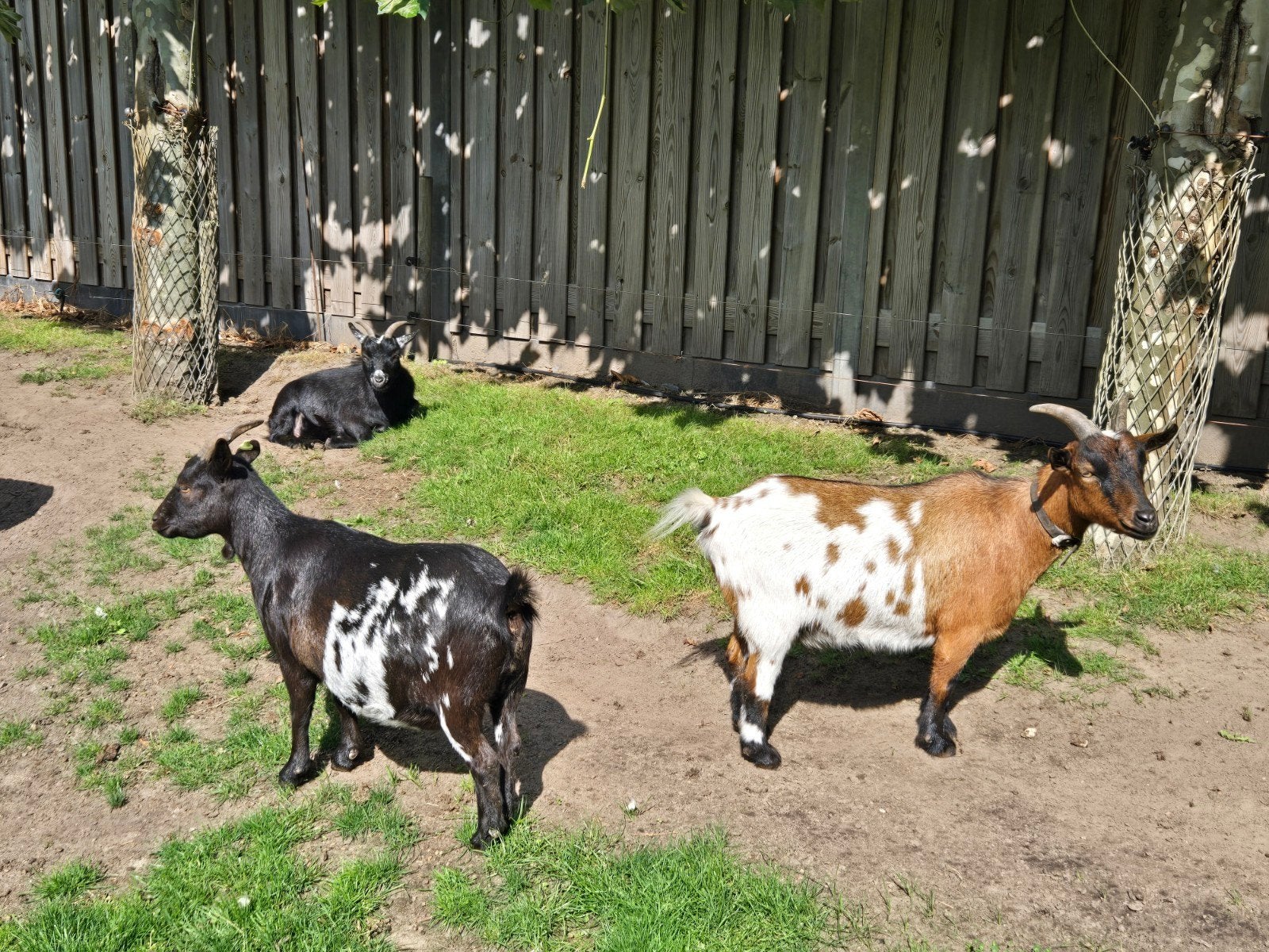 geiten, Meerdere dieren, Geit, 3 tot 5 jaar