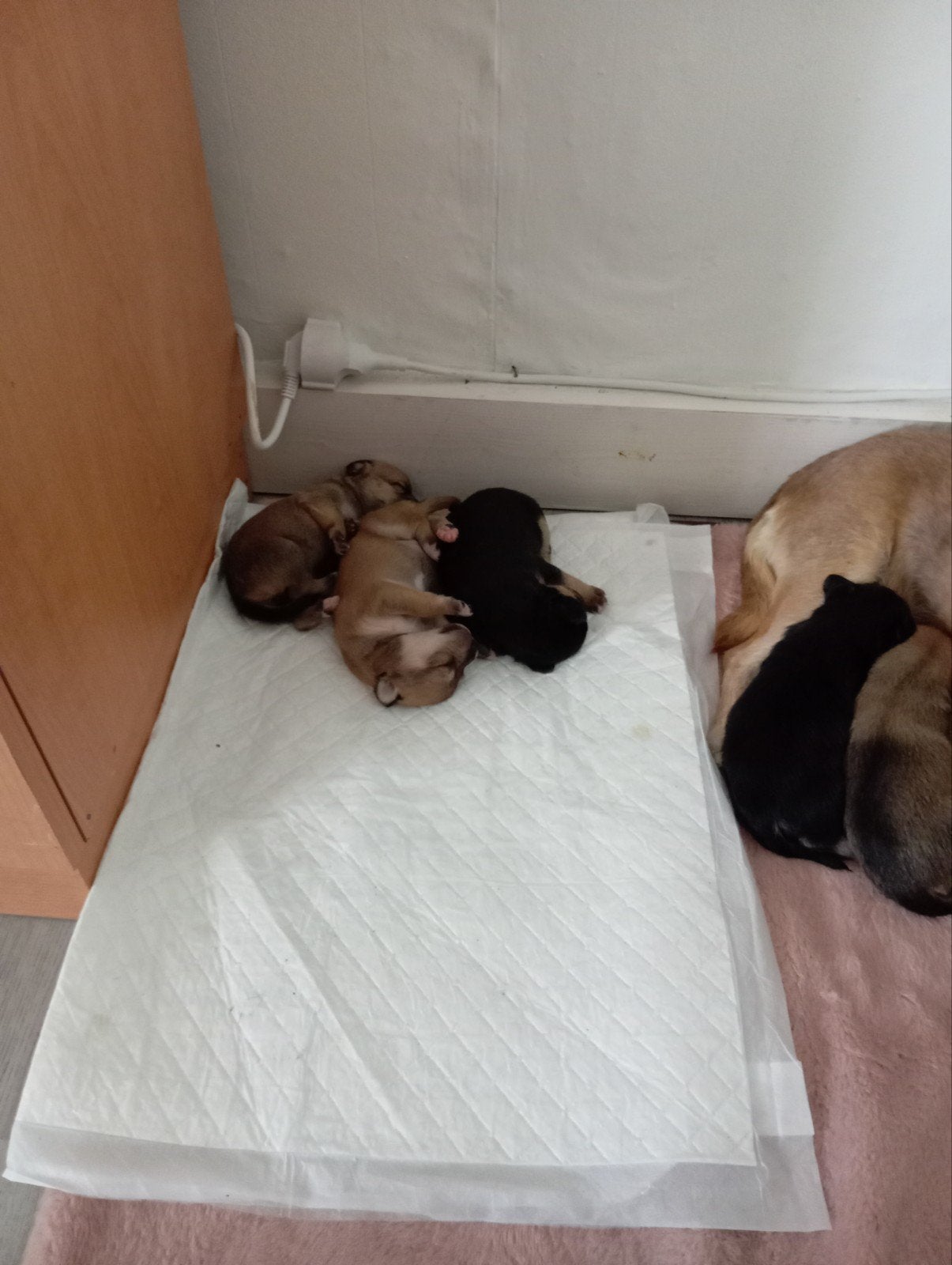 Puppy pincher