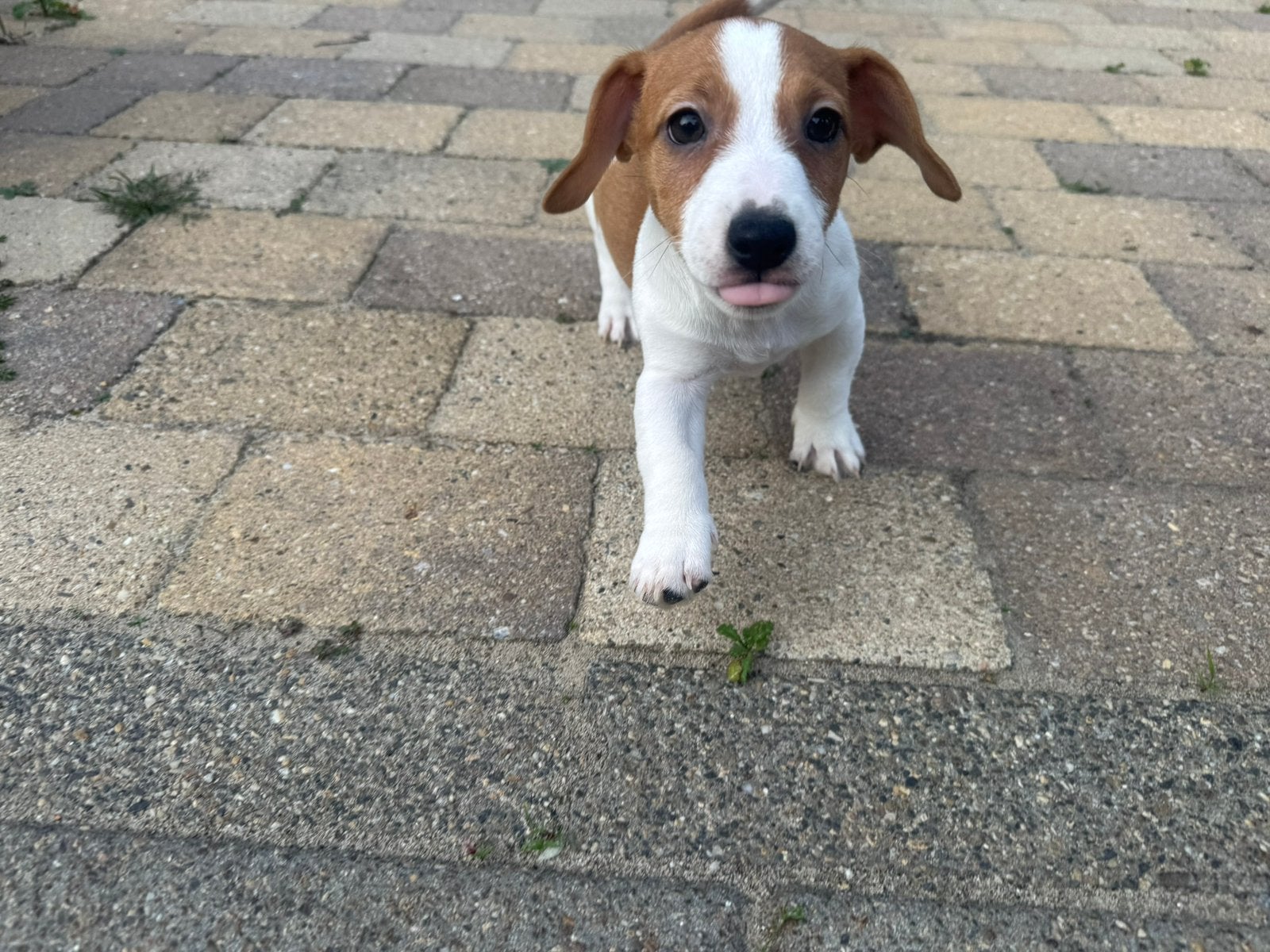 Jack Russell pup nog 1 reutje, Jack Russell Terriër, CDV (hondenziekte), 8 tot 15 weken, Meerdere