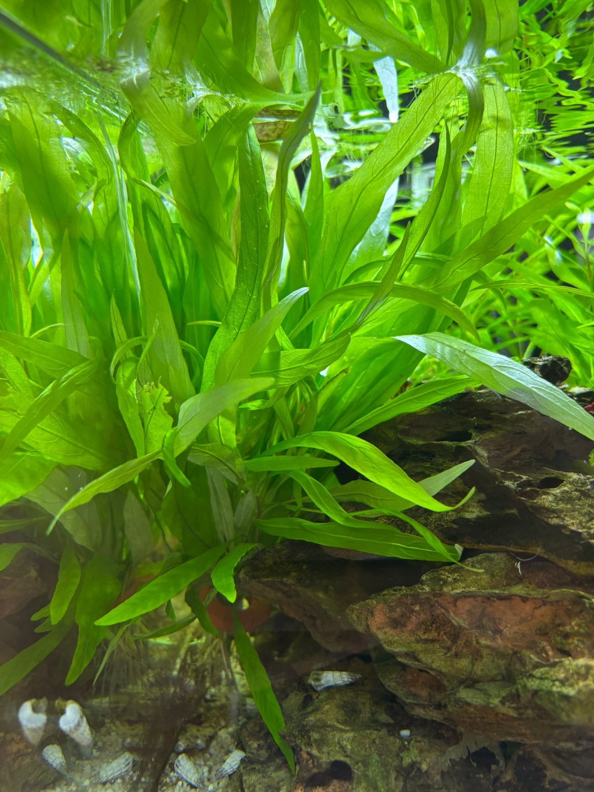 Hygrophila angustifolia, Dieren en Toebehoren, Ophalen of Verzenden, Zo goed als nieuw, Plant(en), Steen of Hout